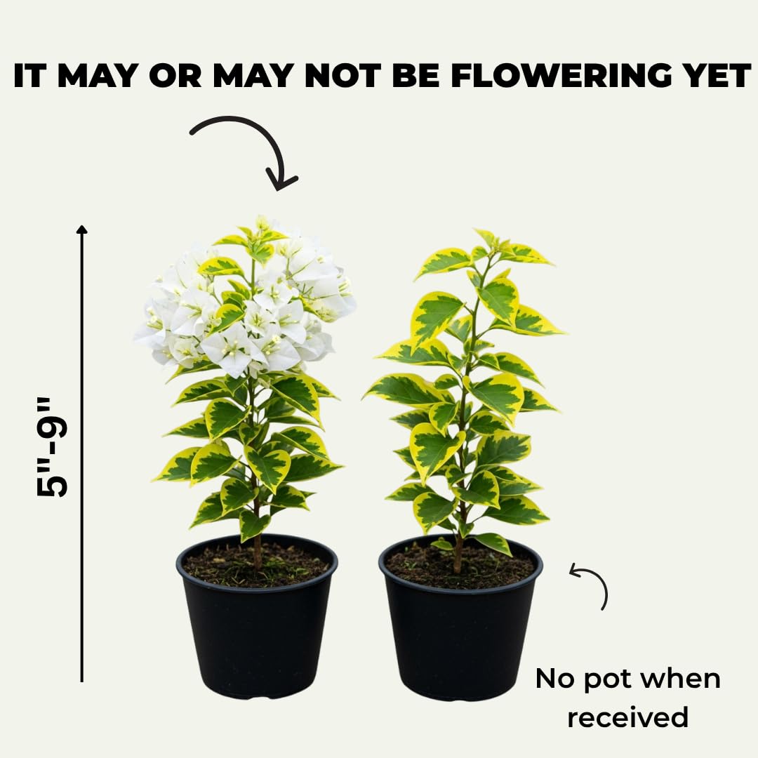 White Bougainvillea Tree Live Plant, 1 Year Old Ready to Plant Outdoor, Very Hardy, 6-10 Inches in Tall
