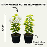 White Bougainvillea Tree Live Plant, 1 Year Old Ready to Plant Outdoor, Very Hardy, 6-10 Inches in Tall