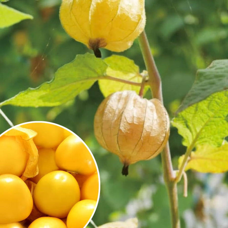 Cape Gooseberry Live Plant in 4 Inch Pot, Sweet Gooseberry Bush Live Plant for Outdoor Gardening, Edible Gooseberry Tree, 8-10 Inch Tall