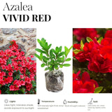 Live Red Azalea Plant, Cold Hardy Azalea Plant, Reblooming Flowering Azalea Shrub, Rhododendron Like, Azalea Bush for Outdoor Gardening