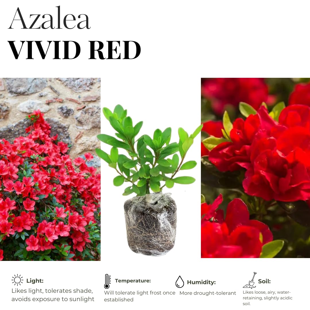 Live Red Azalea Plant, Cold Hardy Azalea Plant, Reblooming Flowering Azalea Shrub, Rhododendron Like, Azalea Bush for Outdoor Gardening