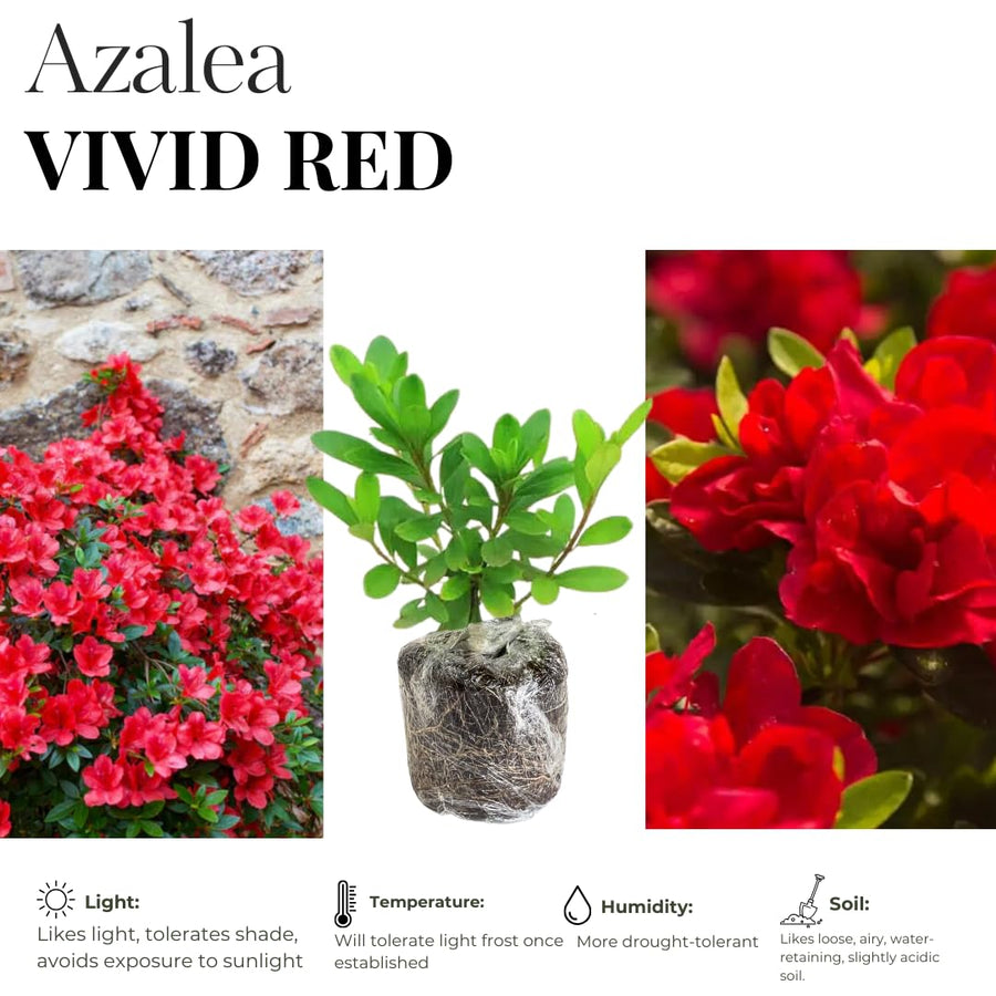 Live Red Azalea Plant, Cold Hardy Azalea Plant, Reblooming Flowering Azalea Shrub, Rhododendron Like, Azalea Bush for Outdoor Gardening