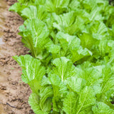 500 Florida Broadleaf Mustard Seeds, Green Mustard Vegetable Seed for Outdoor Garden, Easy Care for