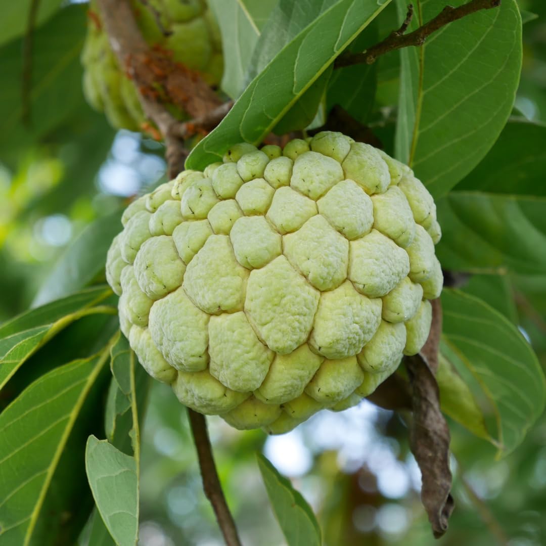 Live Sugar Apple Tree, Sweet Custard Apple Tree, Tropical Fruit Plant, 3-4 Feet Tall, Ready for Planting