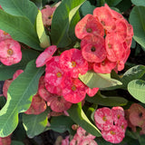 Live Red Crown of Thorns Plant, Hardy Crown of Thorns Succulent, 4 Inch Pot for Outdoor or Indoor Growing
