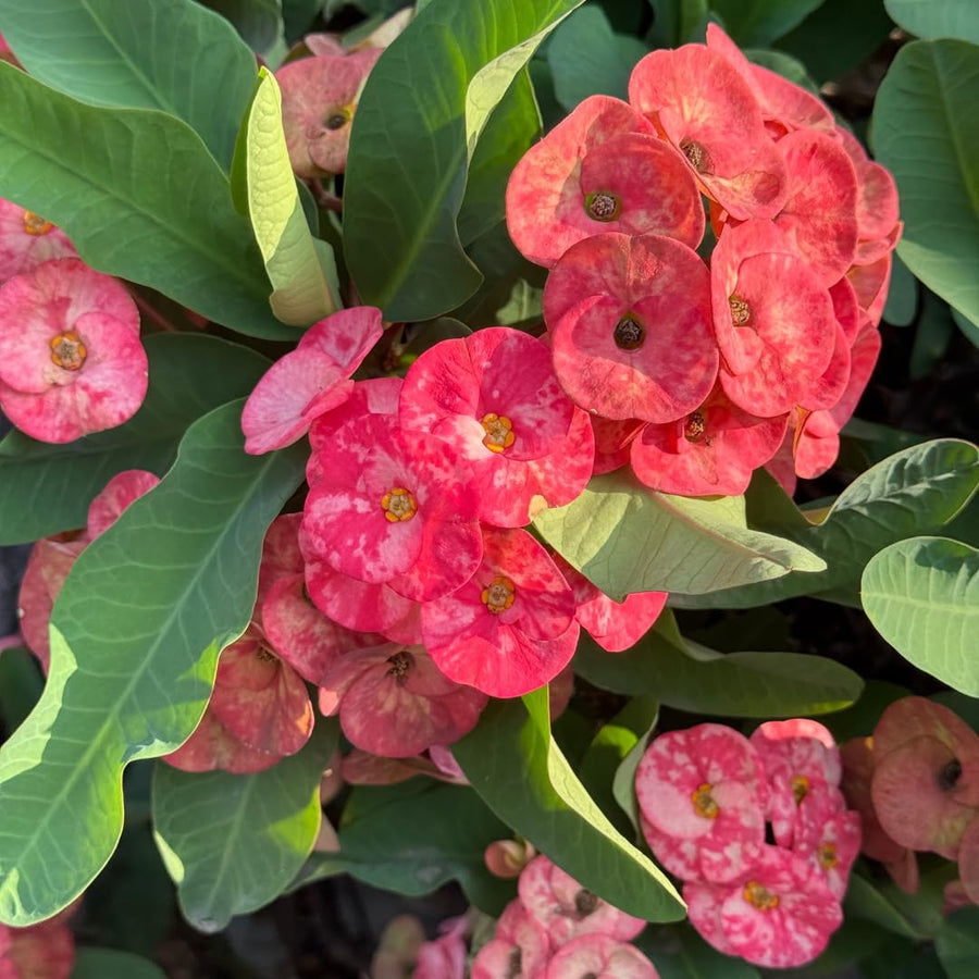 Live Red Crown of Thorns Plant, Hardy Crown of Thorns Succulent, 4 Inch Pot for Outdoor or Indoor Growing