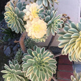 Sun Aeonium Plant Live Succulent in 4" Pot, Rosette Succulent Live Plant for Indoor Outdoor Growing