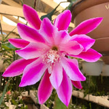 Epiphyllum Orchid Cactus Live Plant, 2 Plants Per Pot, Blooming Orchid Cactus for Indoor or Outdoor Growing (Pink Epiphyllum)