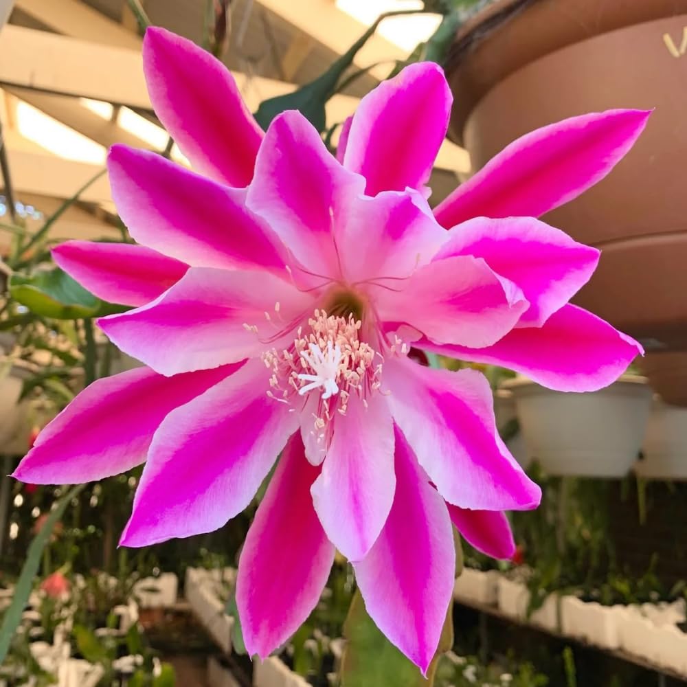 Epiphyllum Orchid Cactus Live Plant, 2 Plants Per Pot, Blooming Orchid Cactus for Indoor or Outdoor Growing (Pink Epiphyllum)