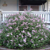 Miss Kim Lilac Shrub Live Plant, 6-12 Inch Tall, Quart Pot - Fragrant Spring Flowering Shrub, Syringa Plant for Outdoor Garden