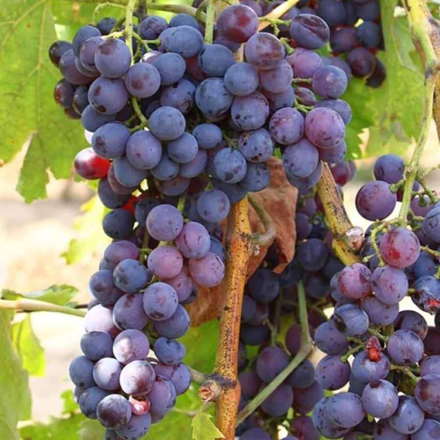 Red Blue Grape Vine Plant Live for Planting, Grape Plant Live Grape Tree 1-2 Years Old, Grape Fruit Tree for Planting