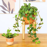 Peperomia Live Plant in 4" Pot, Easy-Care Indoor Trailing Houseplant Succulent Live (Hope Peperomia)