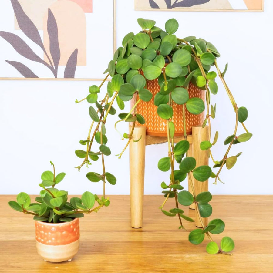 Peperomia Live Plant in 4" Pot, Easy-Care Indoor Trailing Houseplant Succulent Live (Hope Peperomia)