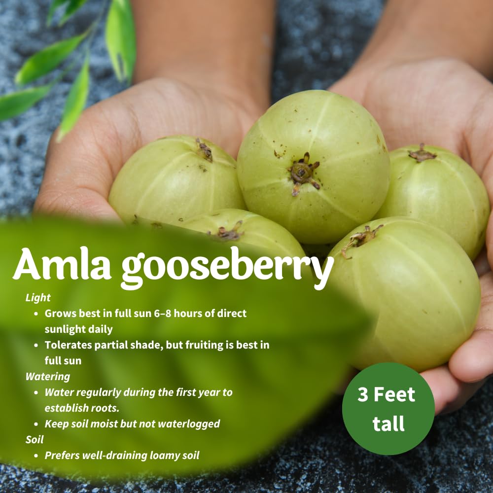 Gooseberry Tree Live, Gooseberry Fruit Plant for Outdoor Planting, 3 Feet Tall Ready to Grow