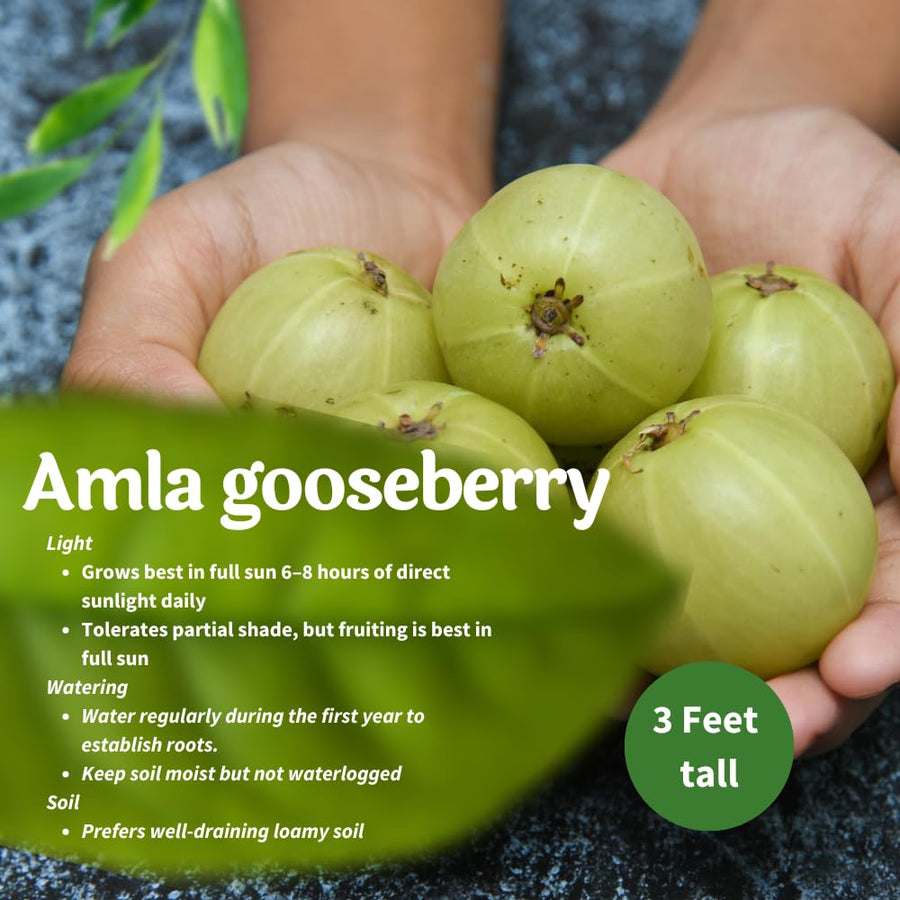 Gooseberry Tree Live, Gooseberry Fruit Plant for Outdoor Planting, 3 Feet Tall Ready to Grow