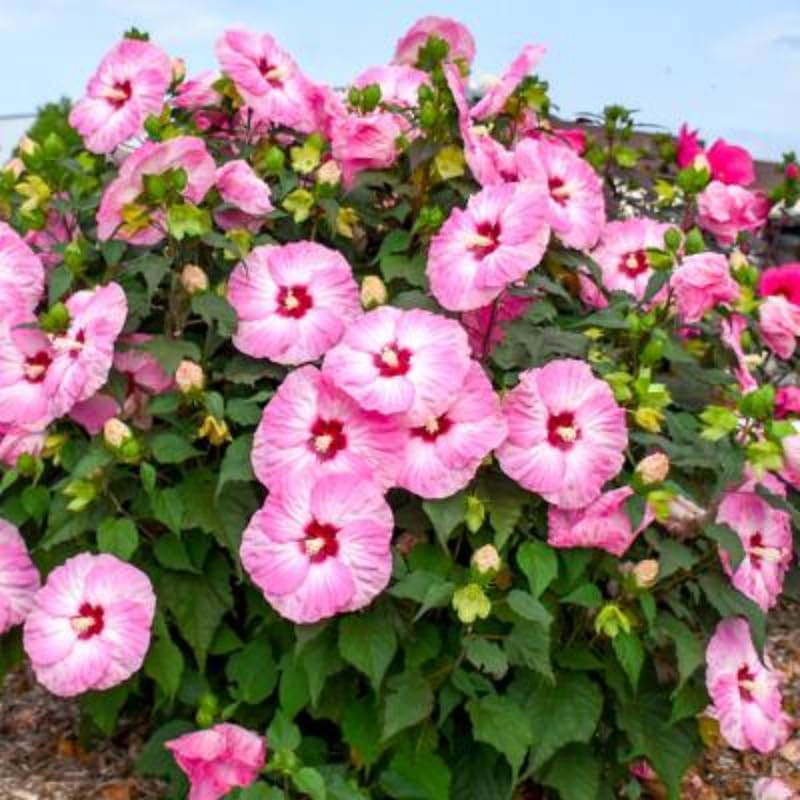 Pink Hibiscus Plant Live, Hardy Hibiscus Flowers for Outdoor Landscapes, 5-9 Inch Height, Ornamental Hibiscus Bush Shrub, Well-Rooted, No Pot