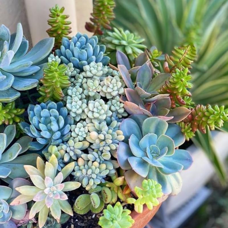 Assorted Succulent Plant in 2" Pot - Pack 5 Pots Colorful Succulent Live Plant Potted for Container, Houseplant Succulent Plant