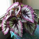 Combo 4 Begonias Houseplant Live Indoor, Fire Pink Begonia Maculata Live Plant, Rose Begonias Live Plants Outdoor, 4 to 8 Inc Tall