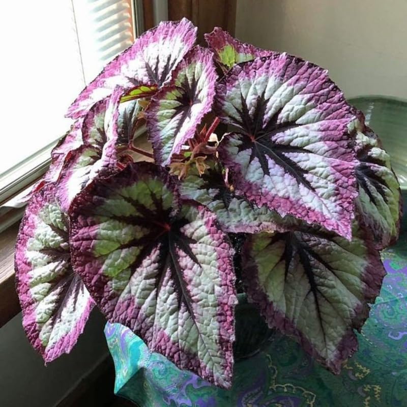 Combo 4 Begonias Houseplant Live Indoor, Fire Pink Begonia Maculata Live Plant, Rose Begonias Live Plants Outdoor, 4 to 8 Inc Tall