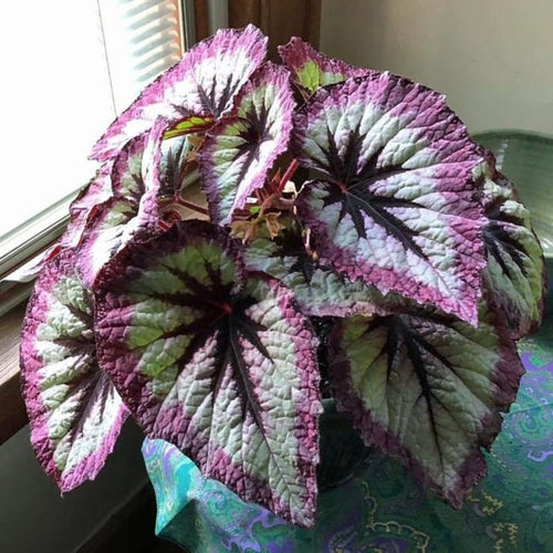 Combo 4 Begonias Houseplant Live Indoor, Fire Pink Begonia Maculata Live Plant, Rose Begonias Live Plants Outdoor, 4 to 8 Inc Tall