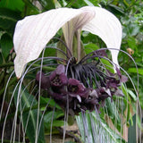 Pack 2 White Tacca Chantrieri Plants Live, Black Orchid Bat Flower 3-6 Inches, Indoor Houseplant, Outdoor Planting