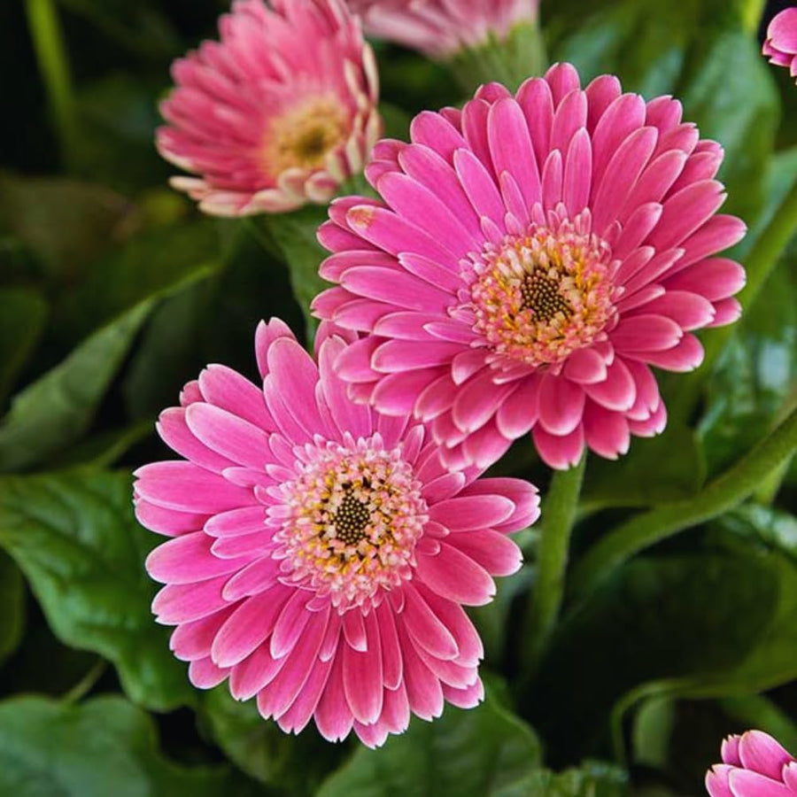 2 Pink Gerbera Plants Live, 3 to 8 Inc Long, Daisy Flower Live Plants, Live Gerbera Daisy Plants, Daisy Plant Seedlings for Garden, 2 Plants
