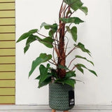 Set of 2 Live Red Green Philodendron Plants in 4 Inch Pots, Tropical Indoor Houseplants with Variegated Foliage, Ready to Grow