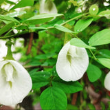 White Butterfly Pea Plant Live, 6 to 10 Inc Long Butterfly Flower Vine Plant Live Growing, 4 Inc Potted (Clitoria ternatea)