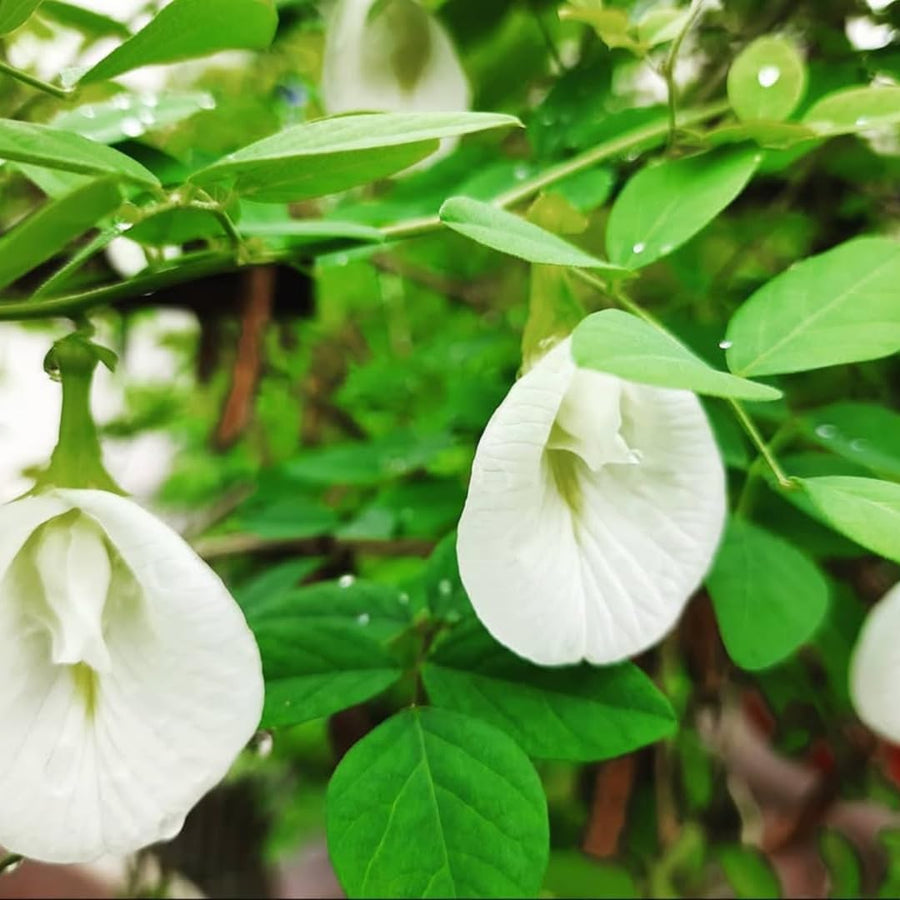 White Butterfly Pea Plant Live, 6 to 10 Inc Long Butterfly Flower Vine Plant Live Growing, 4 Inc Potted (Clitoria ternatea)