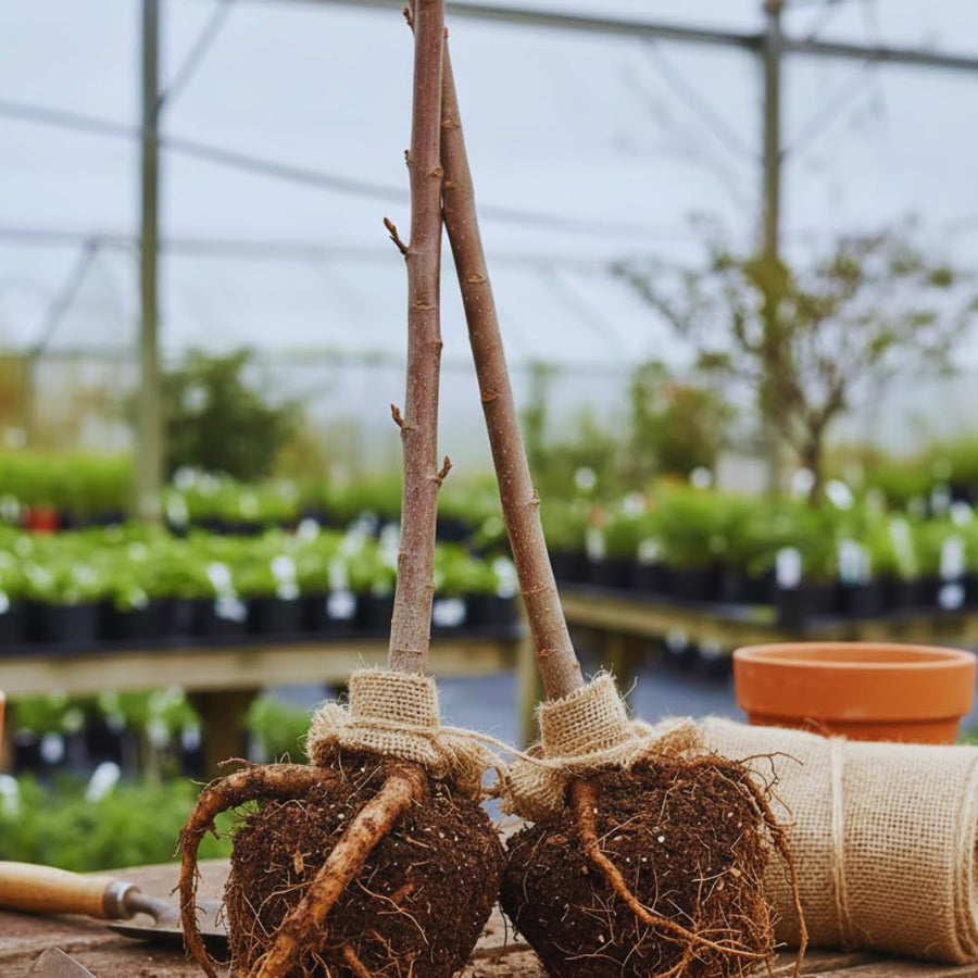Redbud Tree Live Plant Bare Root, Red Bud Plant, Hardy Shrub Plant from 26 to 28 Inc Tall