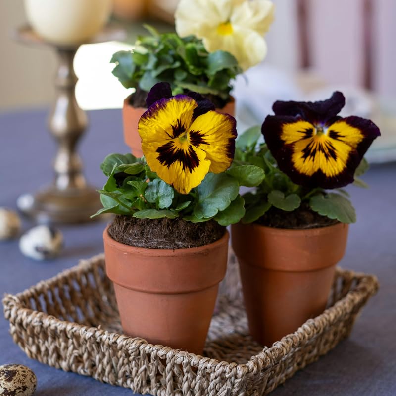 Mix Pansy Plants 4'' Pot, Set of 3 Pansy Starter 3-5 Inches, Hardy Cool-Season Annual Blooms, Outdoor Garden