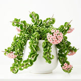 Hoya Hindu Rope Plant, Hoya Plants Live Houseplants, 4 Inch Pot, 4-7 Inches Tall, Trailing Houseplant for Indoor Décor and Hanging Baskets