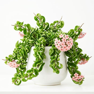Hoya Hindu Rope Plant, Hoya Plants Live Houseplants, 4 Inch Pot, 4-7 Inches Tall, Trailing Houseplant for Indoor Décor and Hanging Baskets