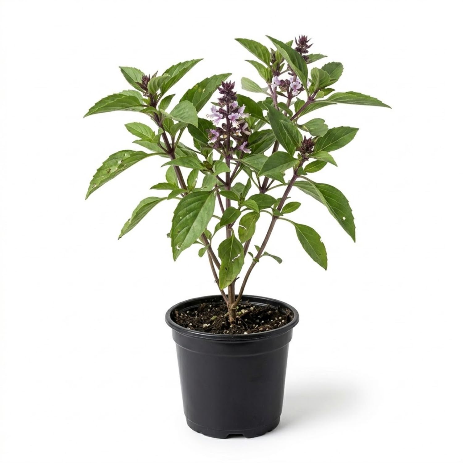 Basil Plant Live in 4 Inch Pot, Fast Growing Herb Plants, Fragrant Basil for Indoor Outdoor Growing, Starter Plants 4-7 Inches