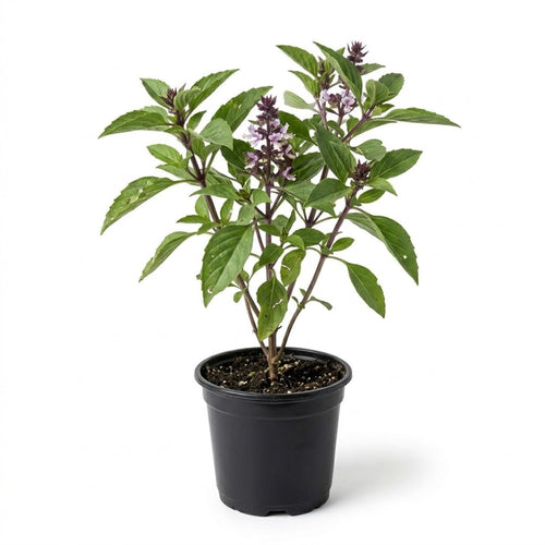 Basil Plant Live in 4 Inch Pot, Fast Growing Herb Plants, Fragrant Basil for Indoor Outdoor Growing, Starter Plants 4-7 Inches
