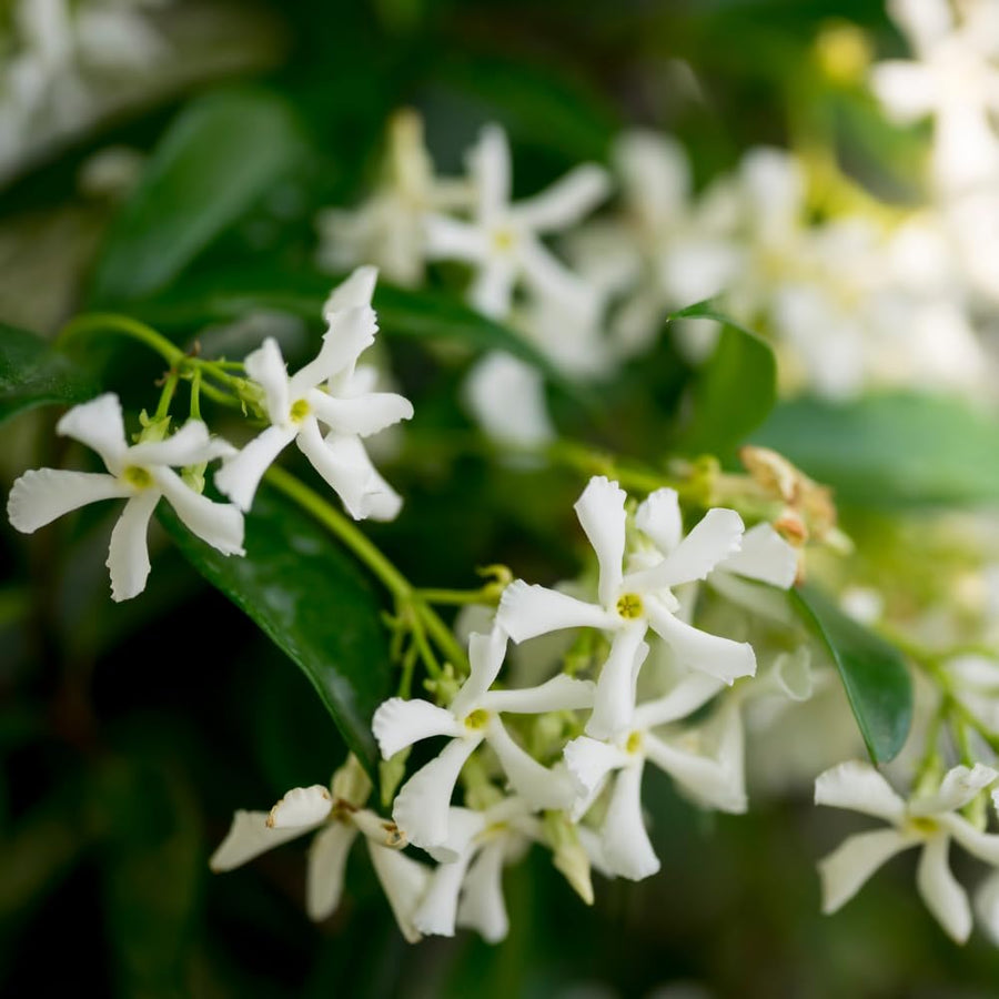 2 Jasmine Plants Live, Fragrant Jasmine Flower Vine, Perennial Jasmines for Outdoor Garden 4 to 9 Inch Tall (Star Jasmine)
