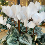 White Cyclamen Live Plant in Pot, Hardy Cyclamen Plant Live Vibrant Blooms, in 4 Inc Pot, Indoor Flowering Houseplant for Year-Round Display