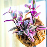 Wandering Jew Live Plant, Pink Tradescantia Nanouk Succulent Plant Live for Growing Hanging Basket Plant, 4 Inc Pot