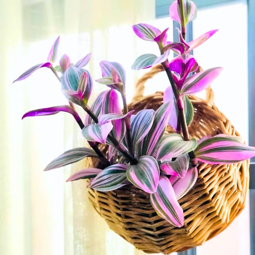 Wandering Jew Live Plant, Pink Tradescantia Nanouk Succulent Plant Live for Growing Hanging Basket Plant, 4 Inc Pot