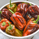 Set 2 Pepper Sweet Chocolate Cherry Pepper Plants Live, 90 Days Old Pepper, Rich Color and Sweet Flavor, No Pot
