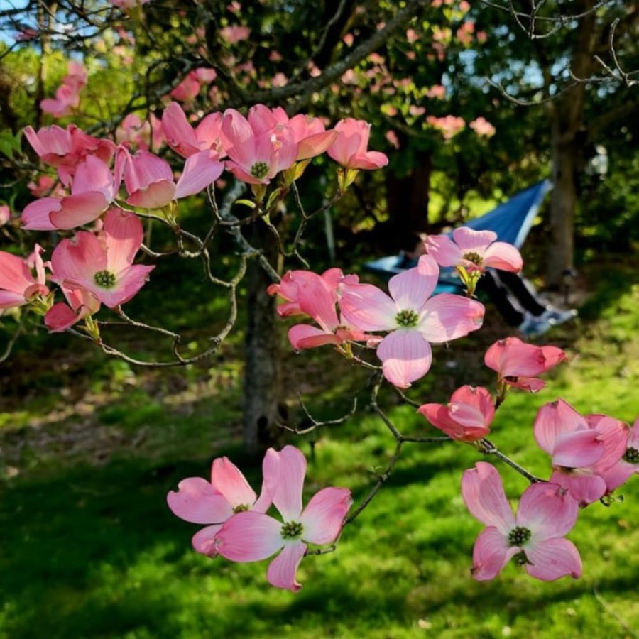 Pink Dogwood Tree Plant Live, Flowering Dogwood Plant 6-12 Inches Tall in Quart Pot, Hardy Ornamental Tree for Outdoor Garden
