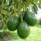 Large Avocado Tree 3ft Tall, Avocado Tree Live Plant, Live Tropical Fruit Tree Live Outdoors, Fruits Plant for Planting