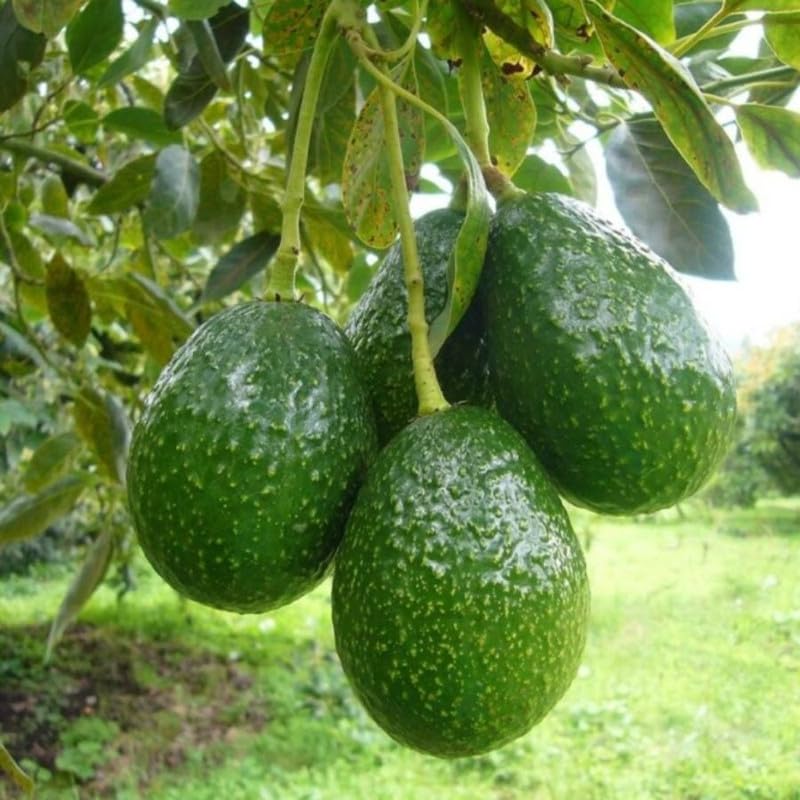 Large Avocado Tree 3ft Tall, Avocado Tree Live Plant, Live Tropical Fruit Tree Live Outdoors, Fruits Plant for Planting