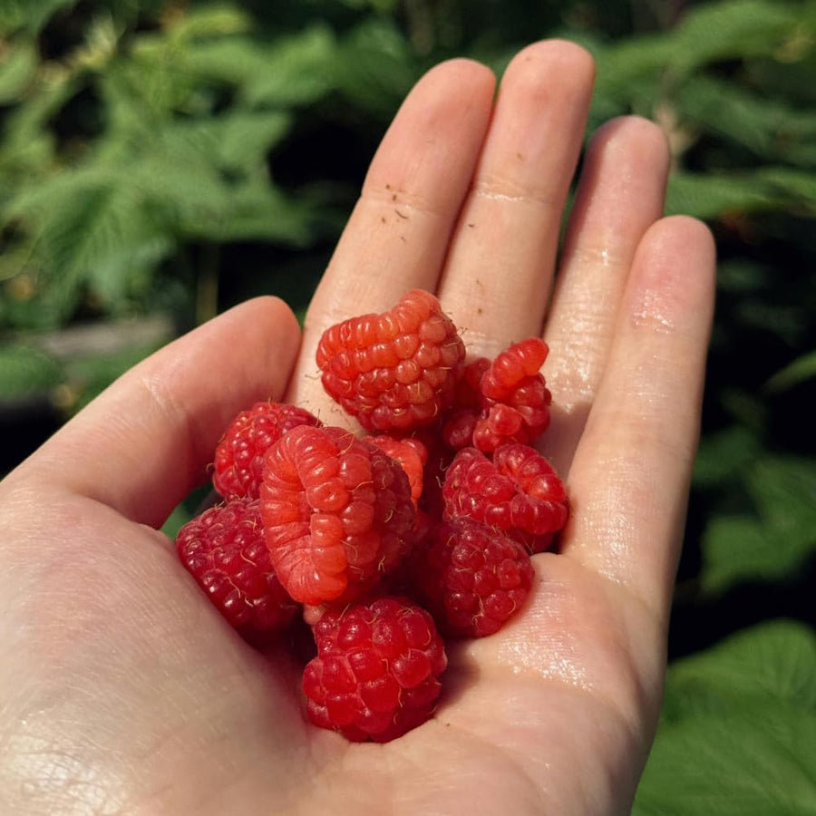 Red Raspberry Plant Live, Sweet Raspberry Bush Shrub to Grow, 6-8'' Tall in 4 Inches Pot, Raspberries Seedling for Outdoor Growing