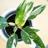 Princess Philodendron Live Plant, Rare Variegated Houseplant, 5-8" Tall Tropical Indoor Plant (White Princess Philodendron Plant)