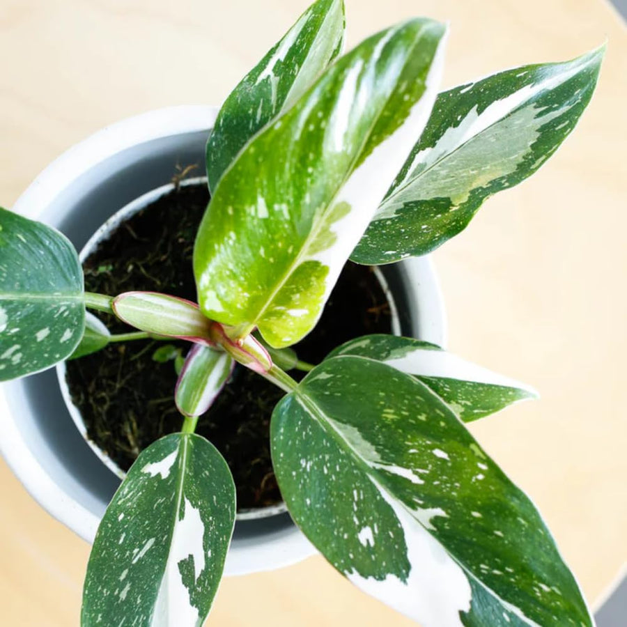 Princess Philodendron Live Plant, Rare Variegated Houseplant, 5-8" Tall Tropical Indoor Plant (White Princess Philodendron Plant)