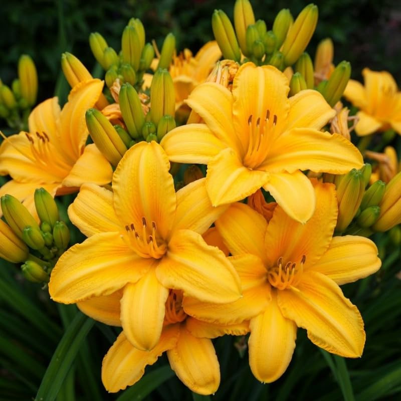 Set 2 Yellow Daylily Live Starter Plant, 4-6" Tall, Daylilies Plant, Hardy Flowering Plant for Yard, Garden and Landscaping, Bareroot