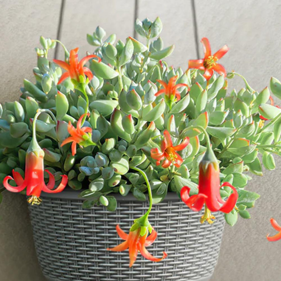 Cotyledon Pendens Live Plant, Rare Trailing Succulent in 2" Pot, Hanging Succulent for Indoor Outdoor Planters
