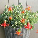 2" Pot Cotyledon Pendens Succulent Plant Live, Trailing Succulent House Plant for Home Office Decoration, Rare Indoor Live Plant