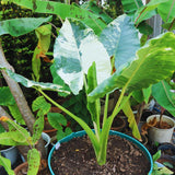2 Alocasia Live Plants, Live Alocasia Plants Indoor, 3 to 5 Inches, Colocasia Plant, Elephant Ear Esculenta Taro Colocasia Plant House Plant (Giant Variegated)